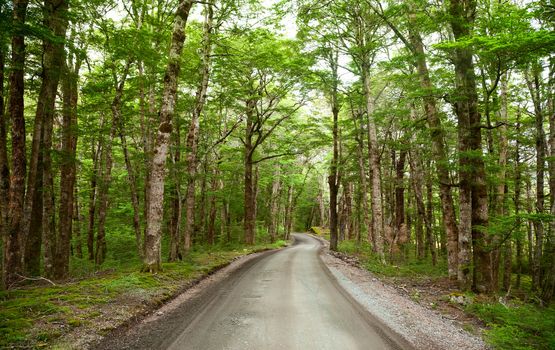 Dirt road through rainforest at New Zealand