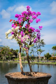 Many colored flowers of Bougainvillea spectabilis in the pot with pond and blue sky on background