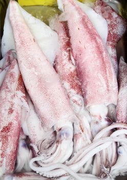 Fresh squids display in the basket fresh seafood in the market