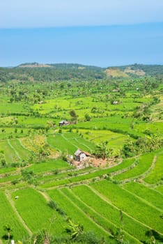 Green rice fields terraces and shacks, Bali, Indonesia 