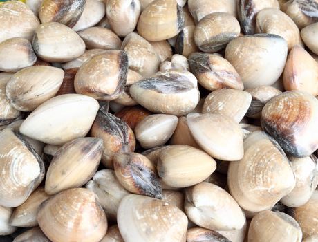 clams for sale in a market