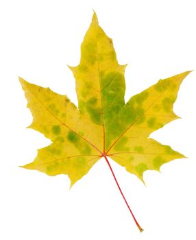 Yellow and green autumn maple leaf isolated on white background 