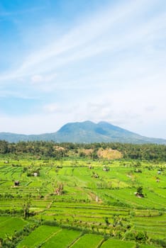 Green rice fields terraces and shacks with Lempuyang volcano on background, Bali, Indonesia 