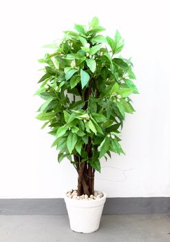 white Michelia Alba tree in Jardiniere