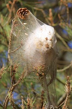 Caterpillar cocoon missionaries in the pines and firs