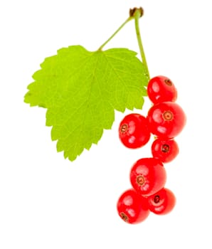 Redcurrant berries with leaf on white background