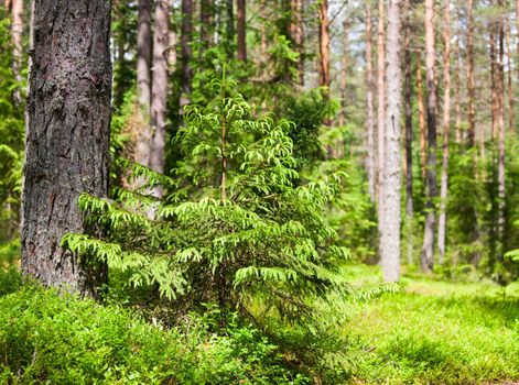 Young spruce at sunny summer forest