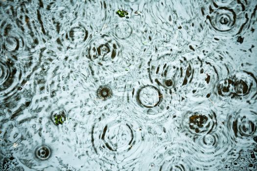 Rain drops rippling in a puddle