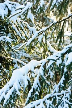 Fir tree branches covered with snow