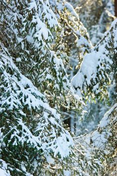Fir tree branches covered with snow