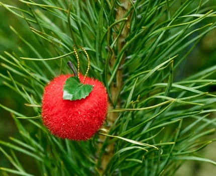 Red apple Christmas bauble on pine tree