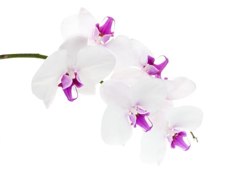 White orchid isolated on white background