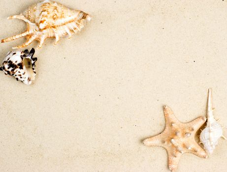 Seashells and starfish on sand background
