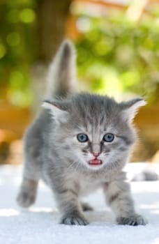 One month age walking kitten, shallow DOF