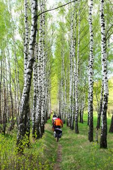 Group of traveling cyclists crossing Birch-tree alley at spring forest