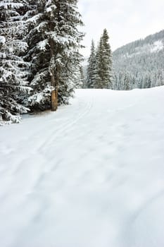 Fir trees covered with snow on winter mountain at French Alps