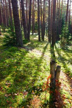 Sunny morning in boreal forest