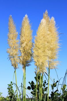 Flowers of pampa on bottom of blue sky