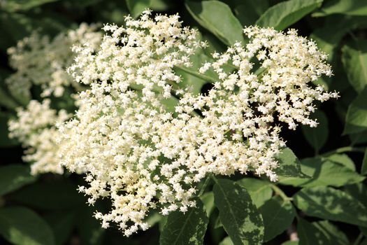 closeup of a flower on a background blur elderberry