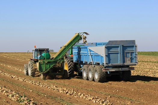 Picking of sugar beetroots with a tractor and a truck