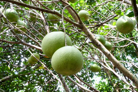 Pomelo fruit in the tree