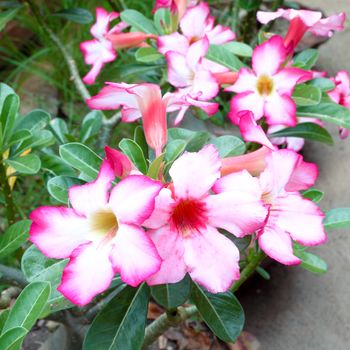 Tropical flower Pink Adenium (Desert rose)