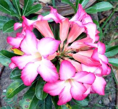 Tropical flower Pink Adenium (Desert rose)