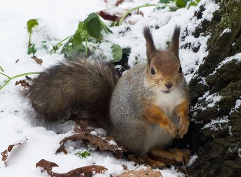 squirrel in the silver coat sitting in the snow