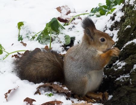 squirrel in the silver coat sitting in the snow