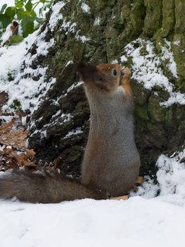 squirrel in the silver coat sitting in the snow