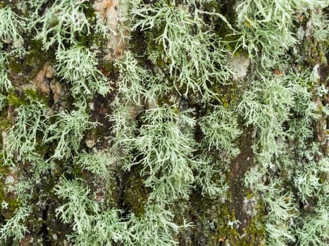 texture of wood covered with green moss