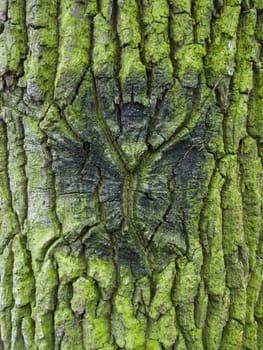 texture of wood with a pattern feature