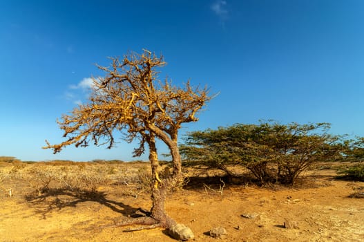 View of a dry twisted tree in a desert in La Guajira, Colombia