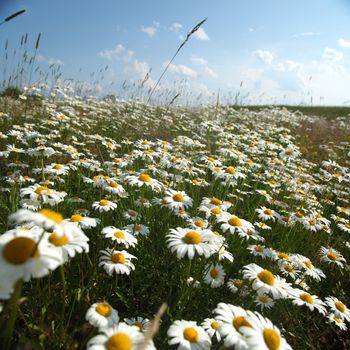  field with white daisies under sunny sky