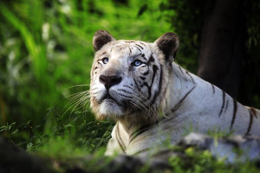 The white tiger yawns. Safari - park. Bali. Indonesia