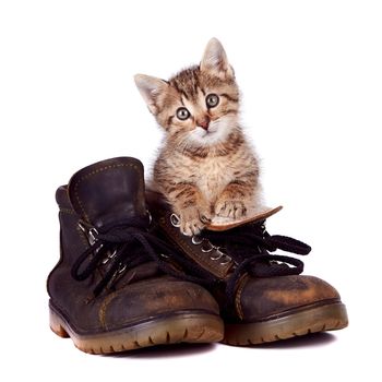 Kitten and boots on a white background