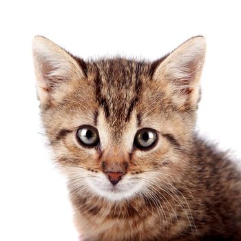 Portrait of a striped small kitten