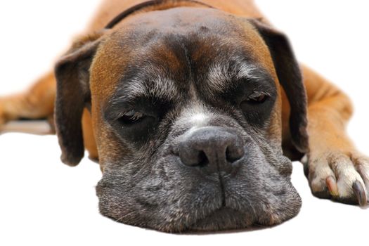 cute face of sleeping dog ( boxer breed )