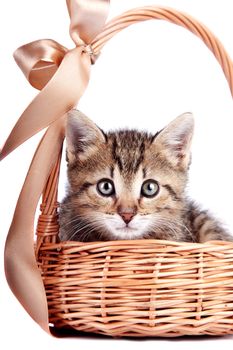 Striped kitten in a basket on a white background