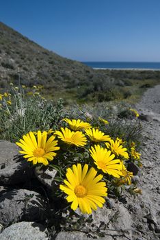 yellow flowers on the coast of Spain, a sunny day.