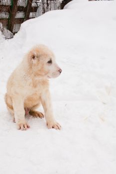 A white central asian puppy sitting in snow
