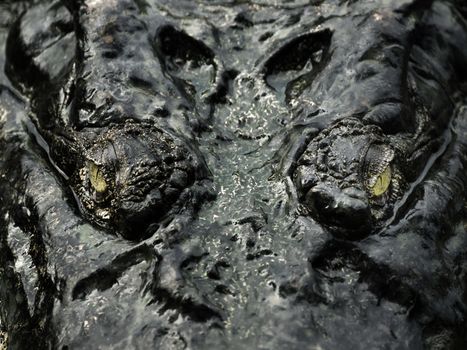 close up of crocodile eyes