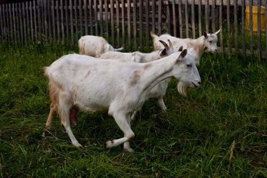 Four white goats in front of a village wooden fence
