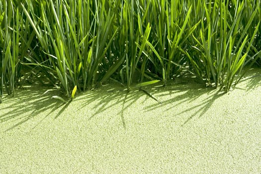 rice crop in lake on Valencia (Spain)