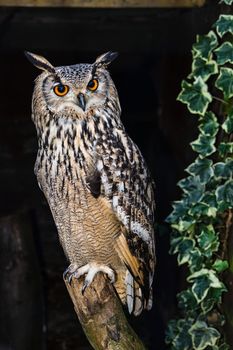 Bengal Eagle Owl. ( Bubo Begalensis )