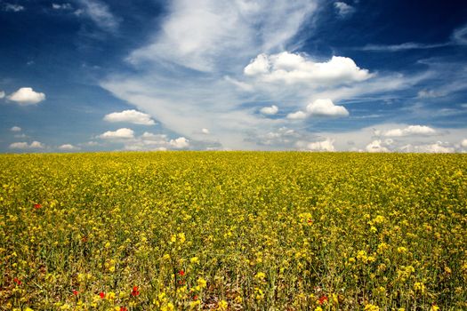 Colourful field of rapeseed