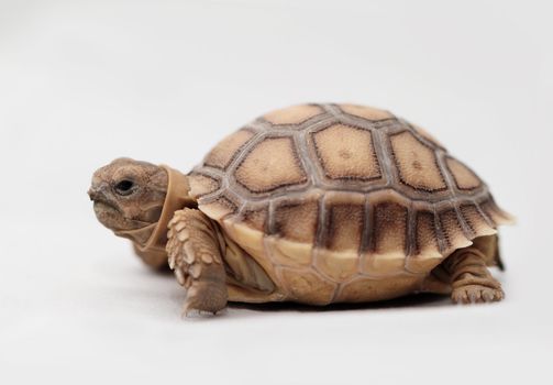 African Spurred Tortoise (Geochelone sulcata) isolated on white background