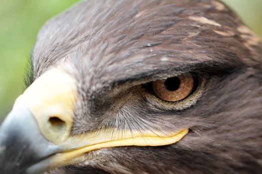 The Steppe Eagle is a bird of prey