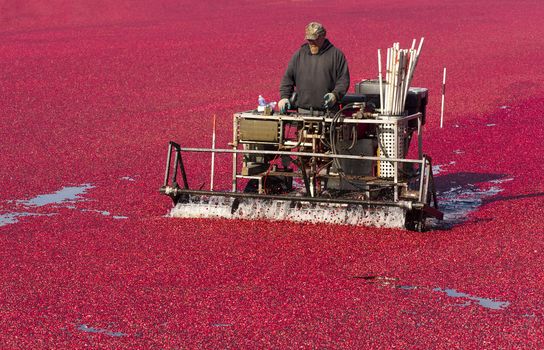 A Farmer knocks the berries of his crop before harvest