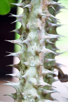 close-up crown of thorns (scientific name: Euphorbia splendens or Euphorbia milii)